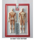 A4 EBAT ANATOMİ KABARTMA (PVC)
