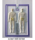 A4 EBAT ANATOMİ KABARTMA (PVC)