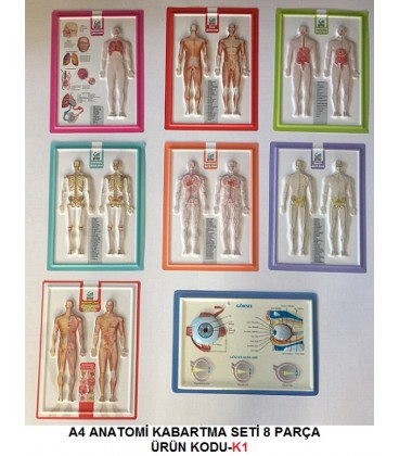 A4 EBAT ANATOMİ KABARTMA (PVC)