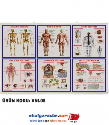 Anatomi Levhaları Toplu - Vinil / Branda Baskı (110x74 cm)
